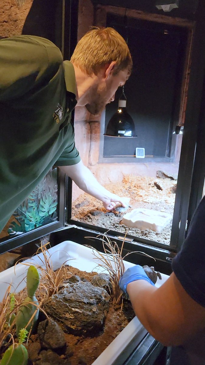 THEY’RE HERE! 🐢🐢🐢🐢💕 Mommy the Galapagos tortoise’s 4 baby girls just made their public debut in the Reptile &amp; Amphibian House—on Mommy’s 93rd Zoo-versary! Come say hi and witness a historic moment! Want to help name our quartet? You can vote here!