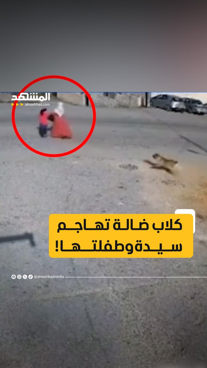 في عمّان الأردنية كلاب ضالة تهاجم سيدة وطفلتها