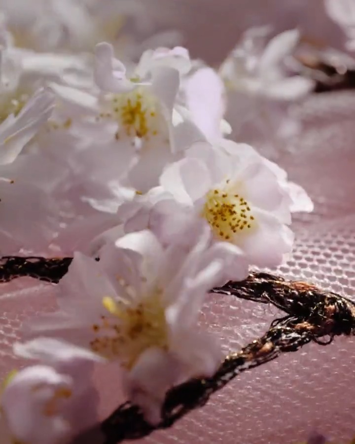 Sakura, like cherry blossoms in the breeze, soft as tulle, sunlit and delicate. Wrapped in almond, its scent unveils pure elegance. #DiorBeauty #DiorParfums #DiorLaCollectionPrivee
