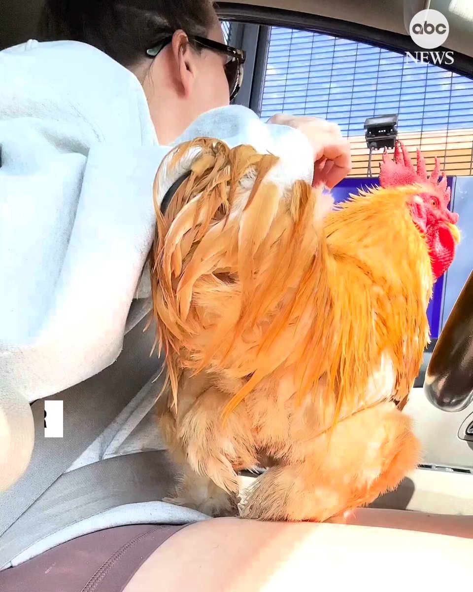 “Do you have a cluck cup?” Workers at a Starbucks in Arizona were very excited to welcome a customer and her pet rooster, named Fluffy, to their store's drive-thru window.