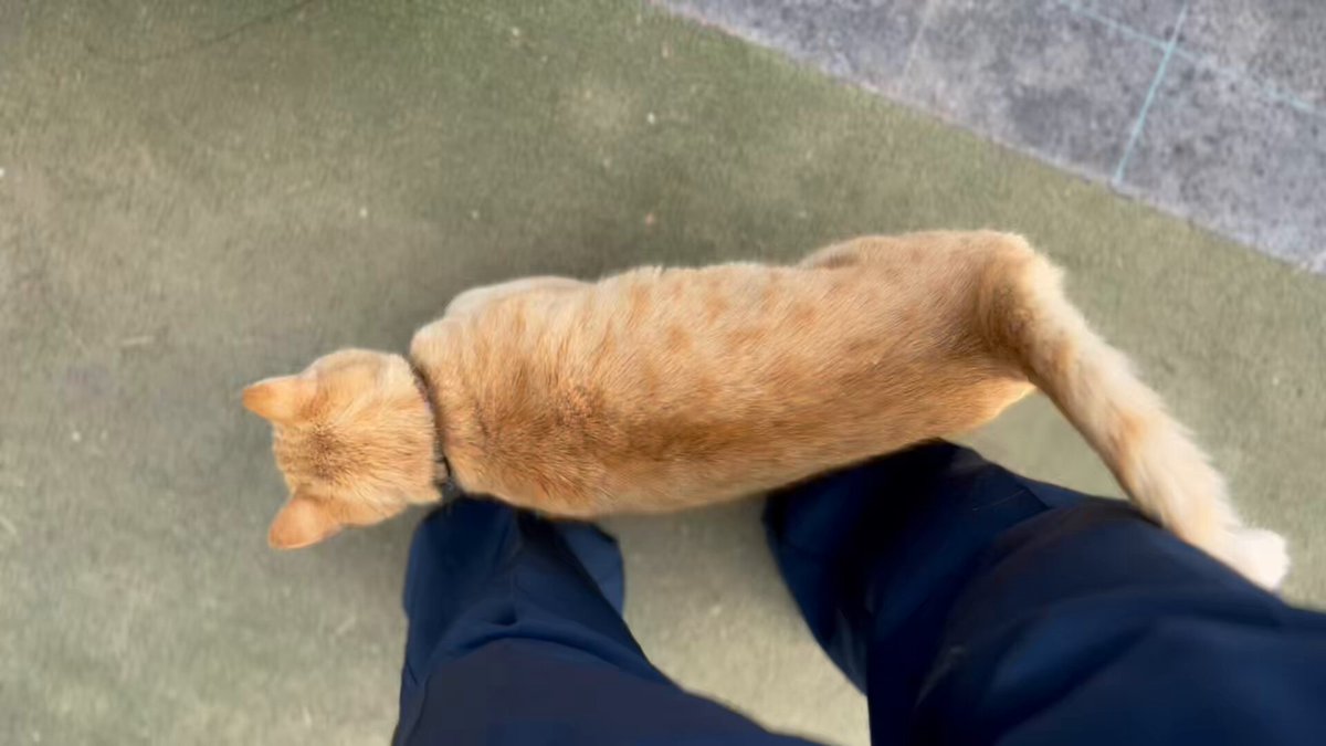 行く手を阻み農民の勤労意欲を削ぐコロン🐈