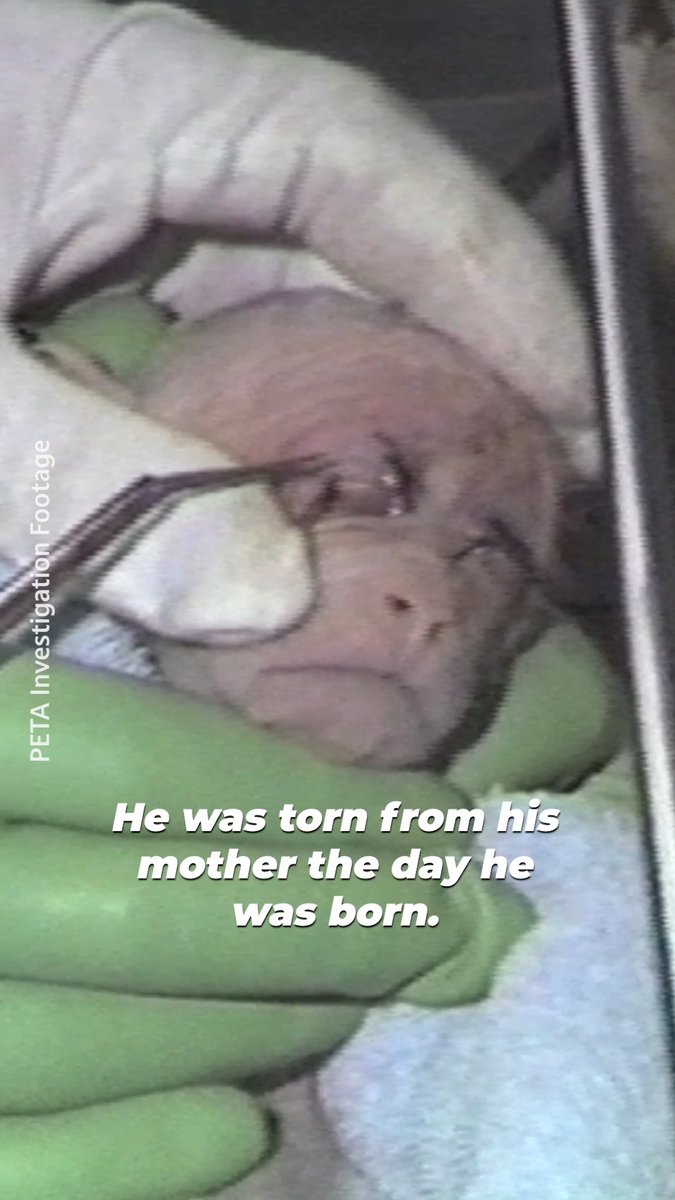 Britches was rescued, but Harvard University is still tormenting monkeys in similar ways—tearing baby monkeys from mothers and subjecting them to mental and physical torment. Help save monkeys like Britches from harsh and painful experiments ⬇️ #WDAIL #WorldDayForAnimalsInLaboratories