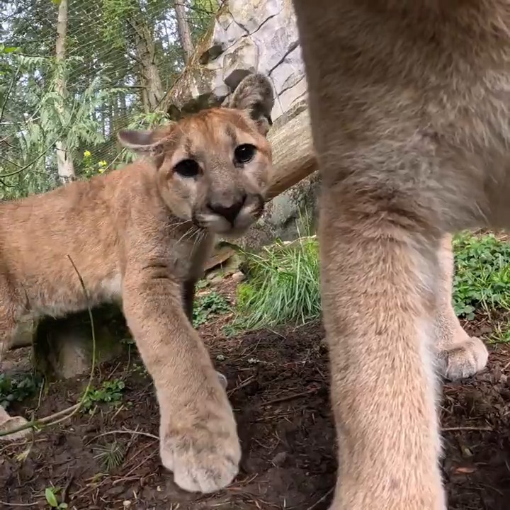 Meet Link and Nova! Orphaned in the wild in November and brought to the zoo by @wdfw, these cougar cubs are exploring their outdoor habitat and getting plenty of play time.