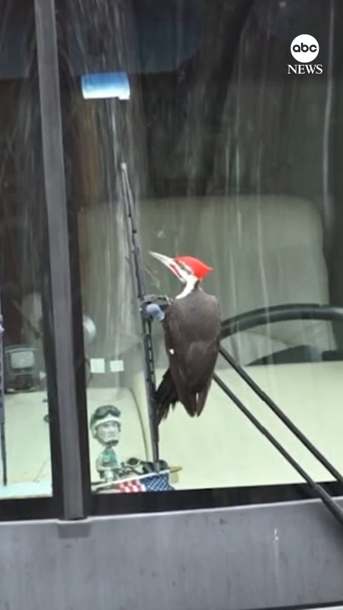 Residents of Rockport, Massachusetts, were in search of a menace who was leaving car windows cracked. Turns out it was a pileated woodpecker who mistook its own reflection.