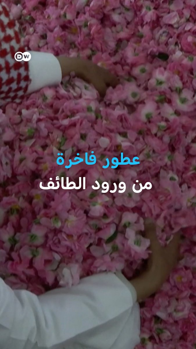 بمزرعته في #مدينة_الطائف، يحوّل خلف الله الطلحي "ورود الطائف" إلى زجاجات عطر، ليحافظ على تقاليد #صناعة_العطور في المنطقة. فكيف تُصَنَع العطور من أشهر أزهار #السعودية؟