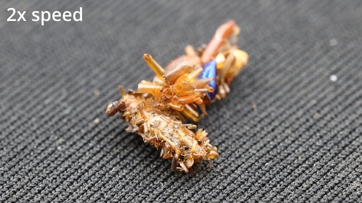 A rare carnivorous caterpillar, previously unknown to biologists, stalks spiderwebs for food whilst dressed in the remains of its prey, researchers report in Science. This unique new species, dubbed the “bone collector,” is found only on a single mountainside on the Hawai’ian island of Oa’hu.