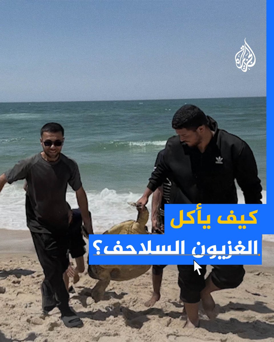 من البحر إلى قِدر الطعام.. الغزاويون يأكلون لحوم السلاحف هربا من الجوع #حرب_غزة #الجزيرة_فيديو