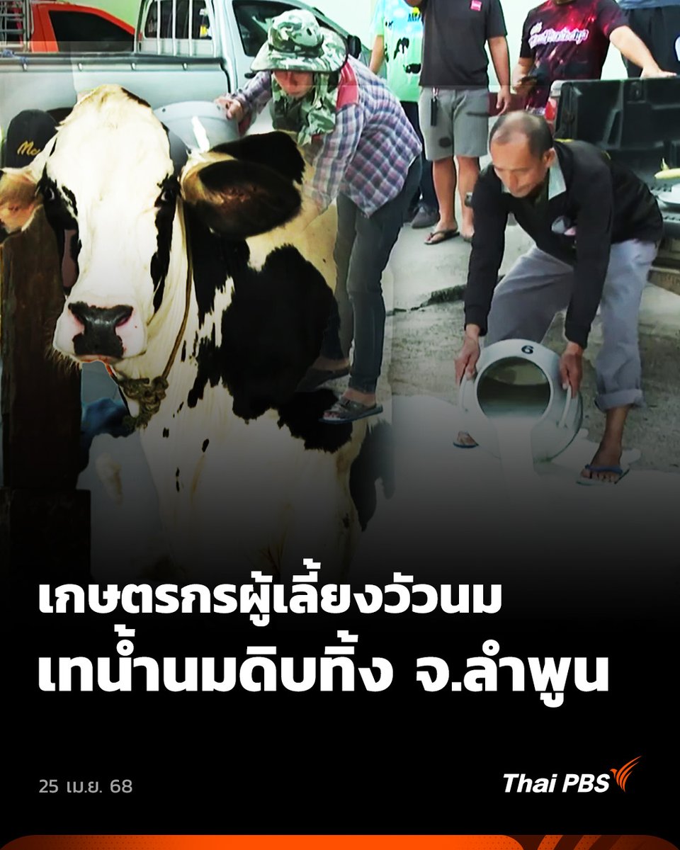 #เกษตรกรผู้เลี้ยงวัวนม จังหวัดลำพูน เดือดร้อนหนักต้องนำนมเททิ้ง พร้อมเรียกร้องให้ภาครัฐเร่งแก้ปัญหา หลังบริษัทที่ทำข้อตกลงรับซื้อน้ำนมดิบหยุดการรับซื้อ . 🎬 ชมคลิปอื่นๆ #วันใหม่ไทยพีบีเอส ได้ที่ #ThaiPBS #ข่าวไทยพีบีเอส #ข่าวที่คุณวางใจ