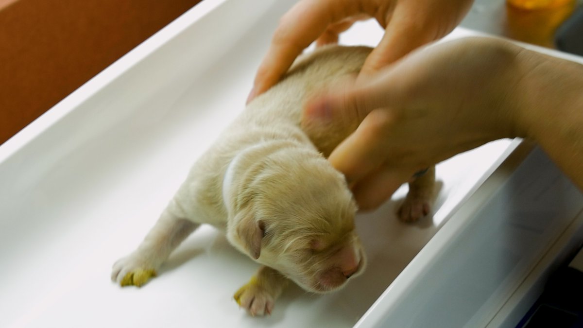 Why Seeing Eye dogs are so expensive to breed and train