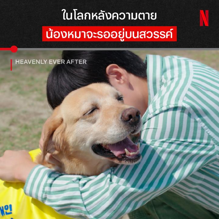 เคยคิดมั้ยว่าตอนน้องๆ “กลับดาวหมา” จะเป็นยังไง 🤍 ใน #HeavenlyEverAfter ได้ถ่ายทอดฉากนี้ไว้แบบทำคนดูเขื่อนน้ำตาแตก เมื่อเหล่าสัตว์เลี้ยงที่ตายไปแล้ว จะกลายร่างเป็นคนเพื่อรอวันที่เจ้าของจะมาเจอกัน ในสวรรค์แห่งนี้จะมีรอยยิ้มเปื้อนน้ำตาแบบไหนรออยู่ มาเปิดดูพร้อมกัน ที่ #NetflixTH