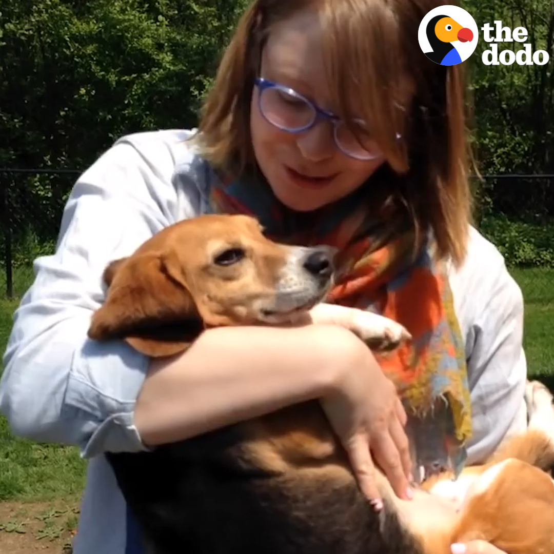 実験動物だったビーグル犬のフラニー 酷い目に遭わされ続け固く心を閉ざしていた この子の凍りついた心を溶かしたのは 同じ研究所にいたガーティーでした☺️ お願いですから実験動物を使った実験結果を 国は企業に要求しないでください！😠😢 （サウンドオン推奨）