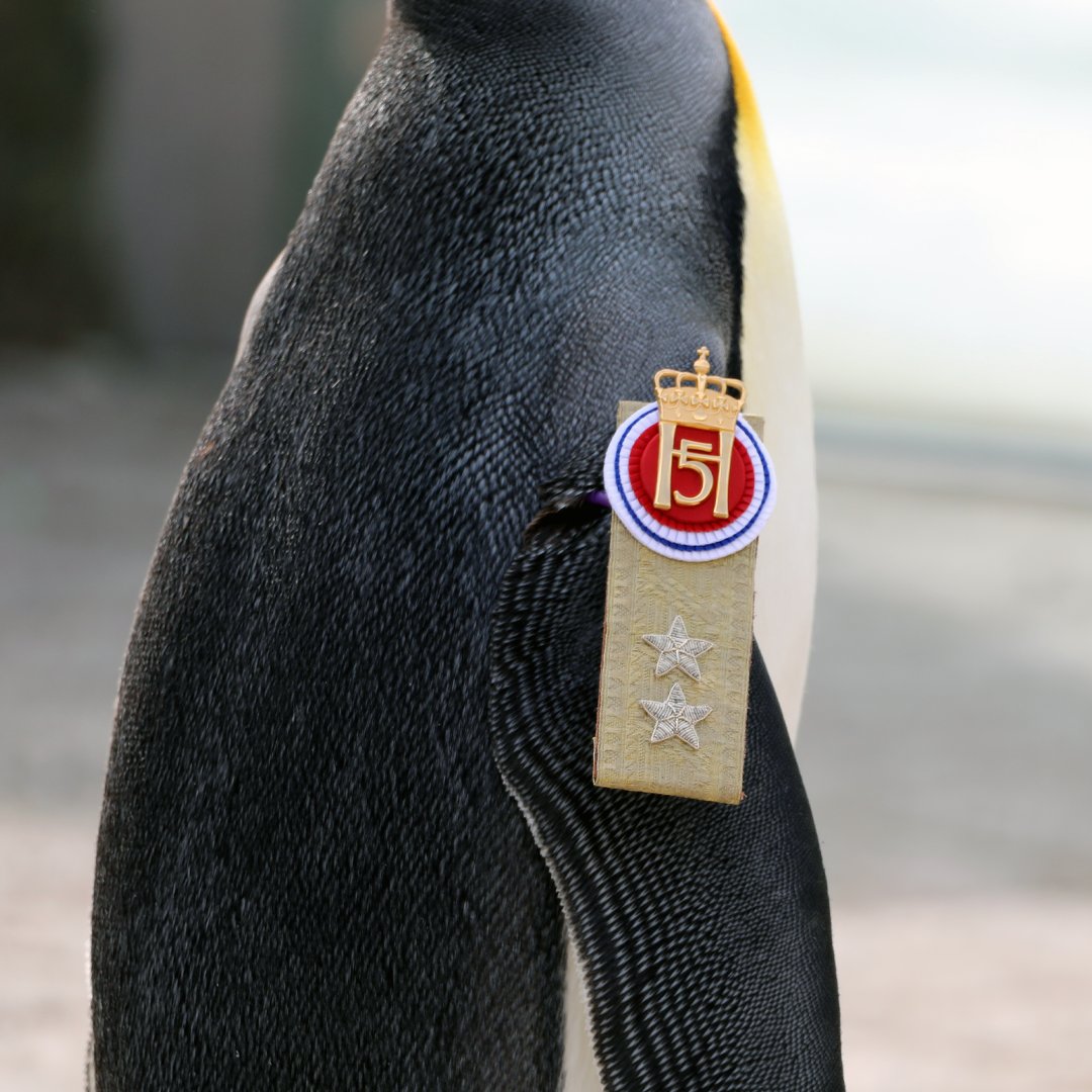 Saluting Sir Nils Olav on #WorldPenguinDay - he's a Major General in the Norwegian King's Guard 🫡