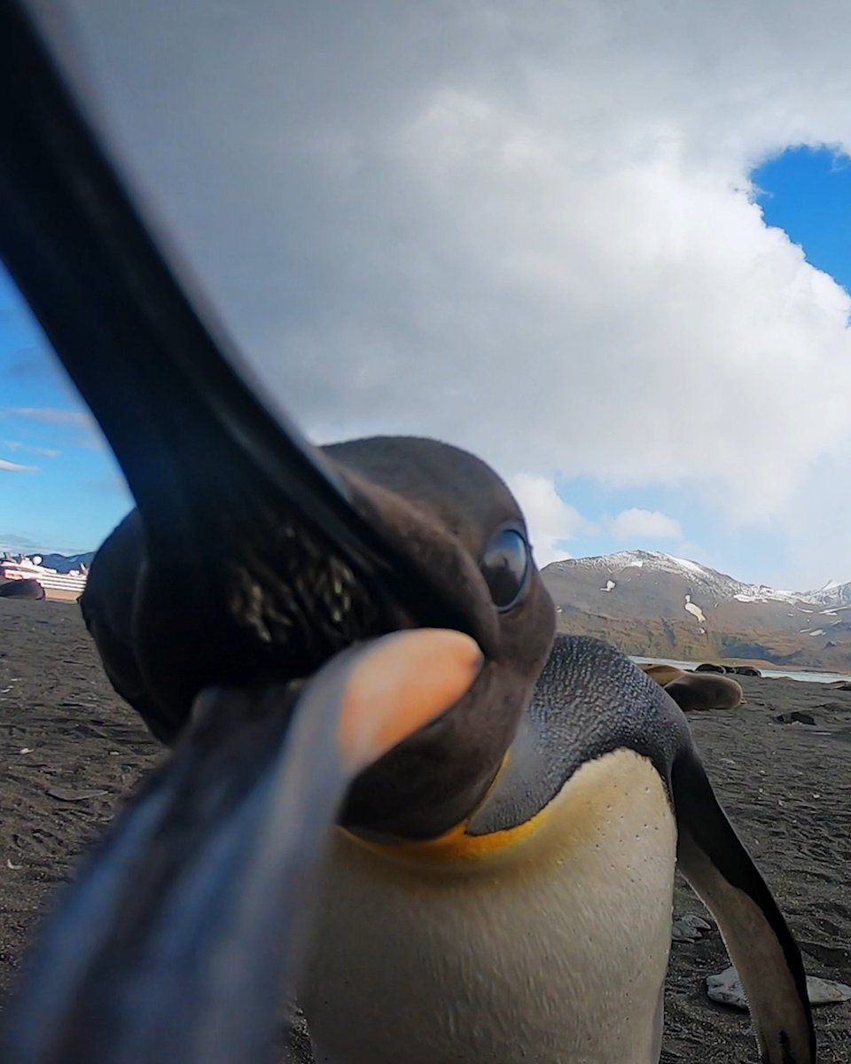You thought we'd forget World Penguin Day? 🐧 Think again while you watch this waddle of Antarctic penguins captured by Stian Aadland. Please never approach wildlife. If you're lucky enough that it approaches you, make sure your GoPro is recording 🎬 #GoPro #WildlifePhotography #Penguin #Penguins #Cute #WildlifeEncounter