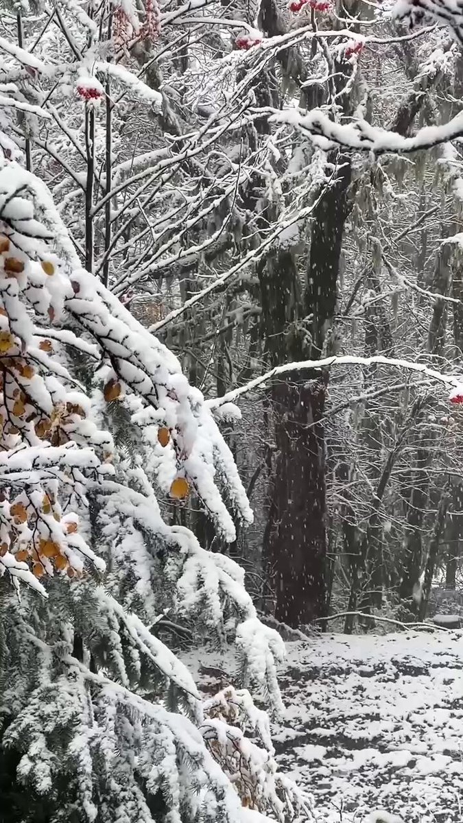 #Bariloche tiene esa costumbre de sorprendernos… Una nevada inesperada en pleno otoño. 🤩 #Argentina #Patagonia