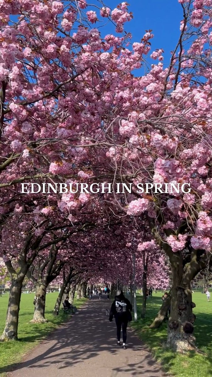 Edinburgh in bloom 🌸 Cherry blossom season is here and the city's streets and parks are bursting with soft pink beauty. Spring has never looked so beautiful! #CherryBlossoms #SpringinEdinburgh #ForeverEdinburgh