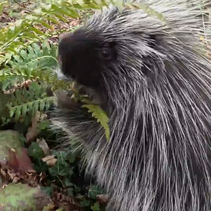 Nettle’s Big Snackventure Nettle loves to munch as she walks, so a member of the zoo’s horticulture team came along on this adventure to make sure everything was safe to nibble!