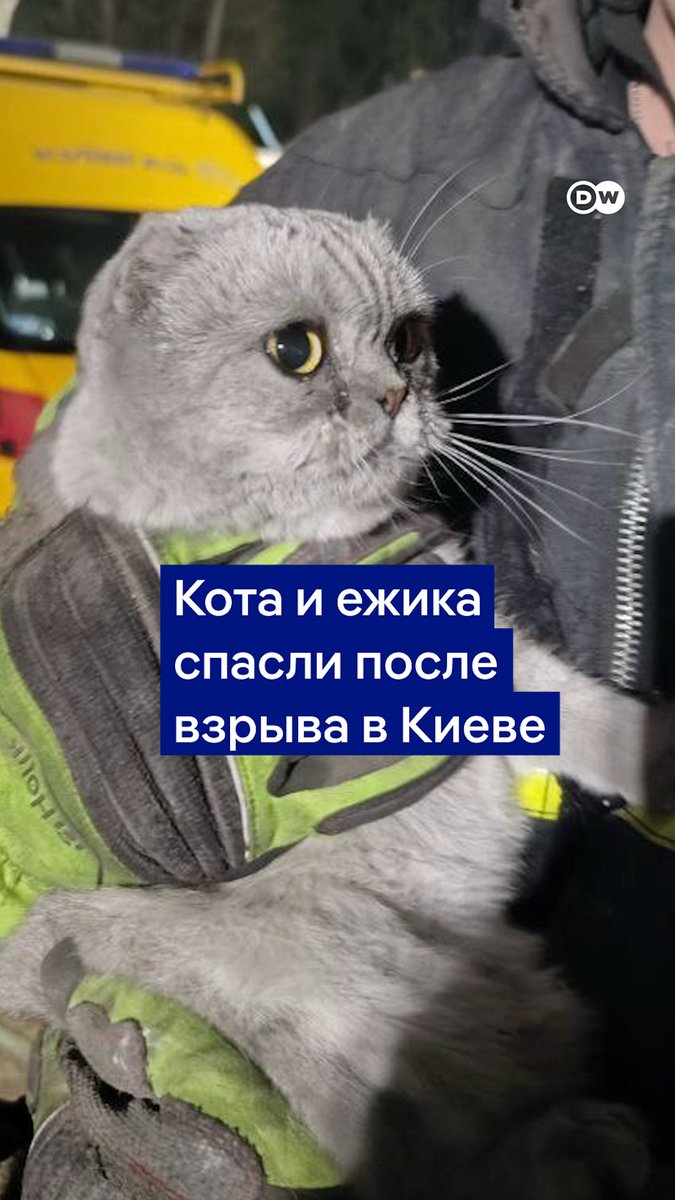 После удара РФ по Киеву из-под завалов удалось спасти нескольких животных. Посмотрите, как кот вернулся к своей хозяйке