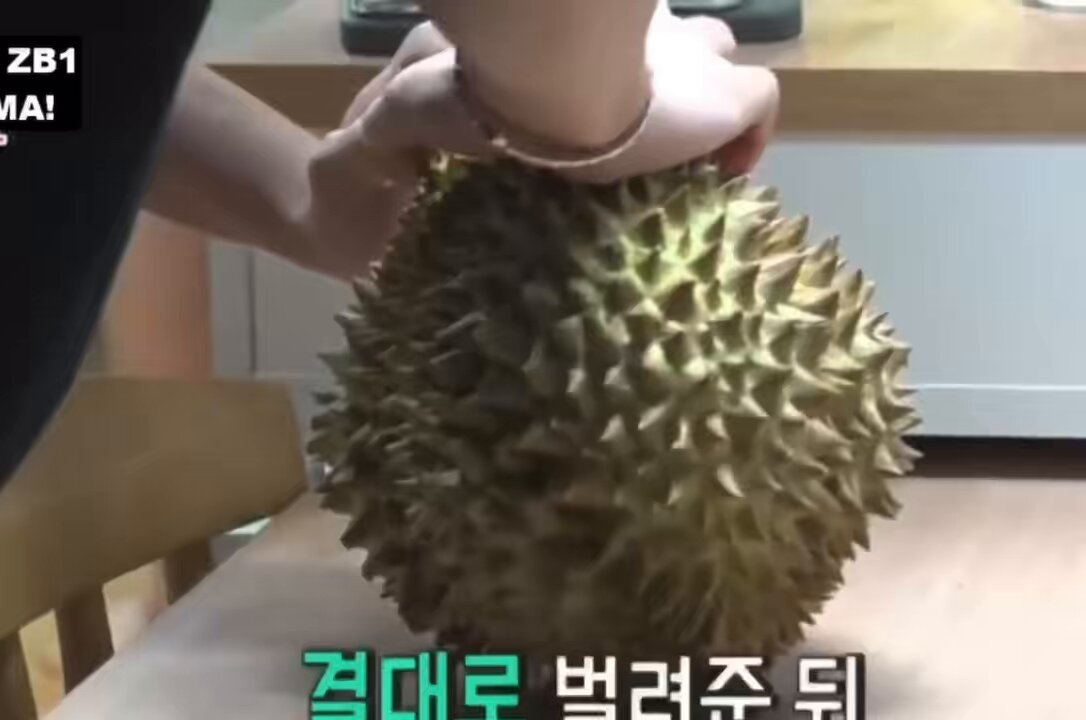 hanbin bringing a cutting board for hao but he just tore the durian open with his bare hands 😭😭