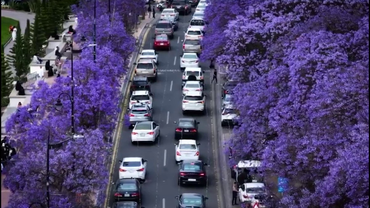 أشجار الجاكرندا تزين شارع الفن في منطقة عسير 💜