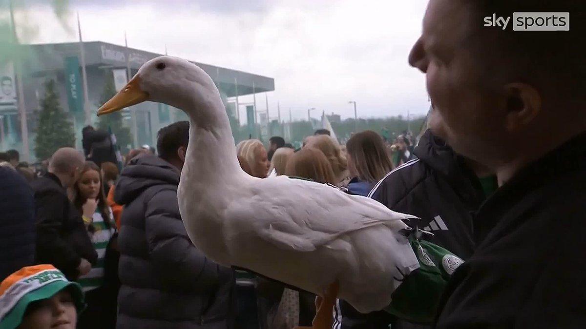 🦆 A fan brought a DUCK to celebrate with the team at Celtic Park! 🤔