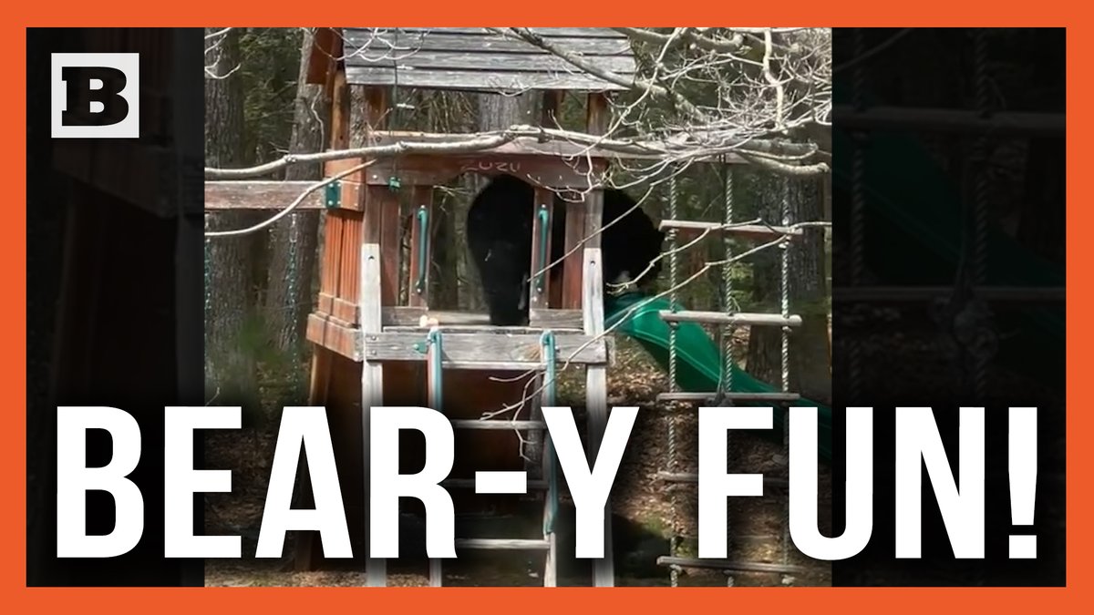 Bear-y Fun! Child Laughs Hysterically as Black Bear Slides Down Playground Slide