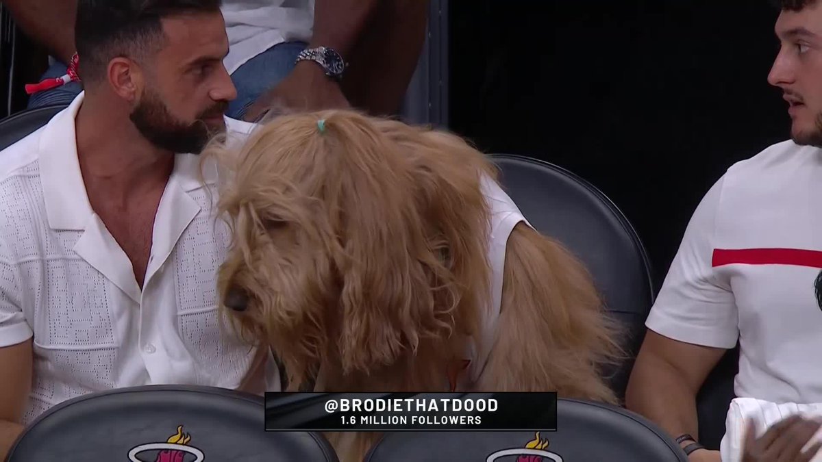 We've got a good boy Brodie The Goldendoodle out in Miami today 🐶
