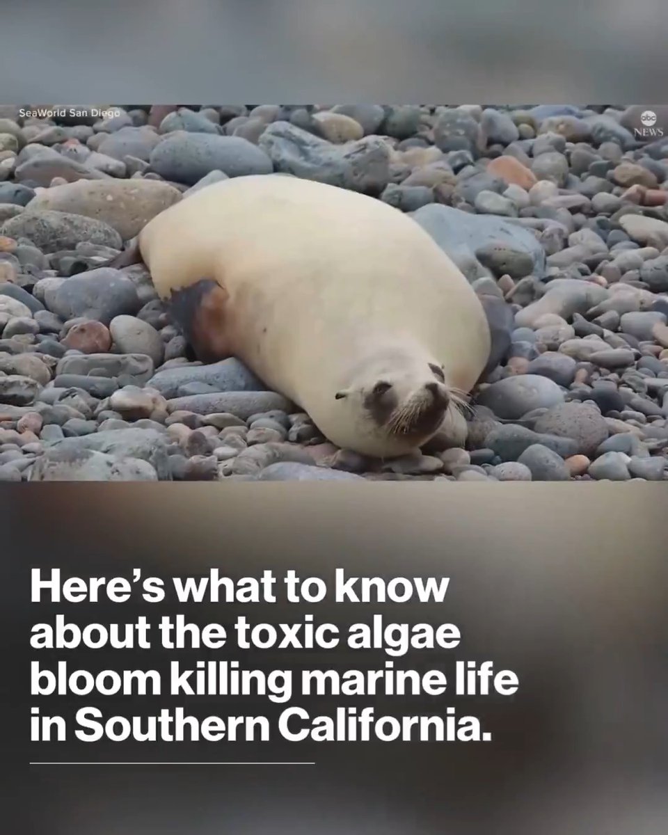 An "unprecedented" toxic algae bloom has overrun the coast of Southern California, sickening marine animals and staining the shoreline, according to marine scientists. The toxin it produces is domoic acid.