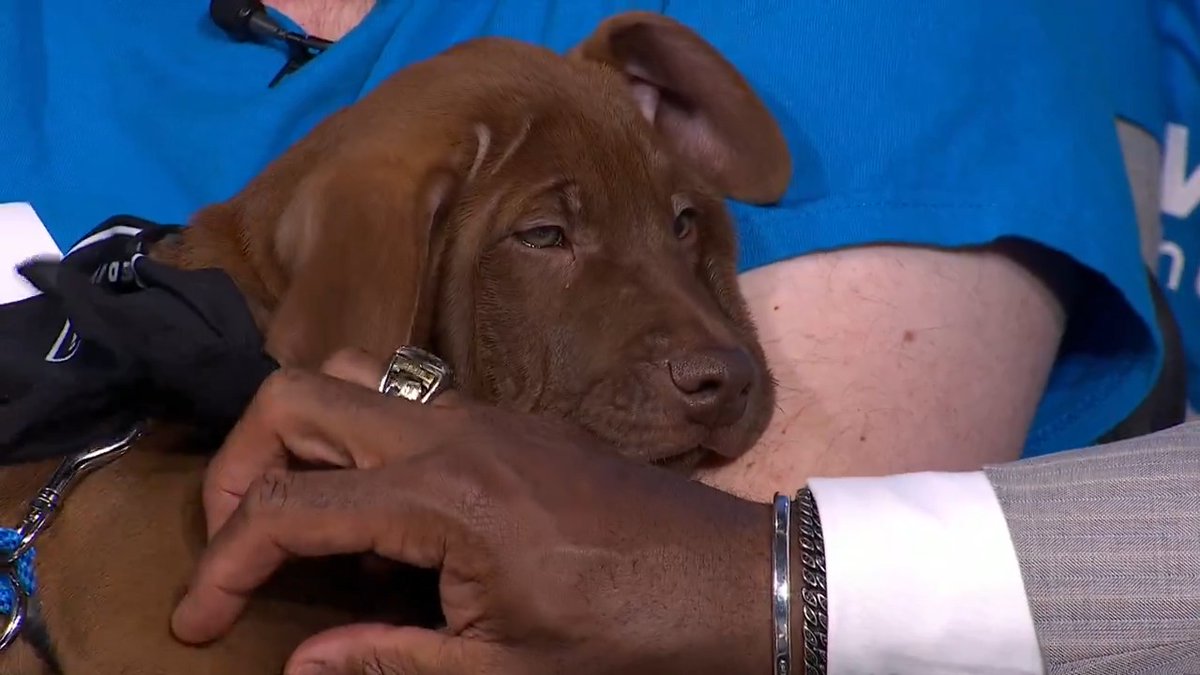 Puppies at the desk! Wisconsin Humane Society