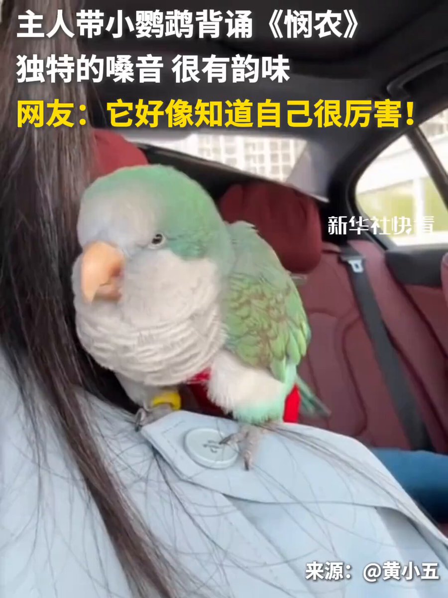 主人带小鹦鹉背诵《悯农》，独特的嗓音，很有韵味，它好像知道自己很厉害👍