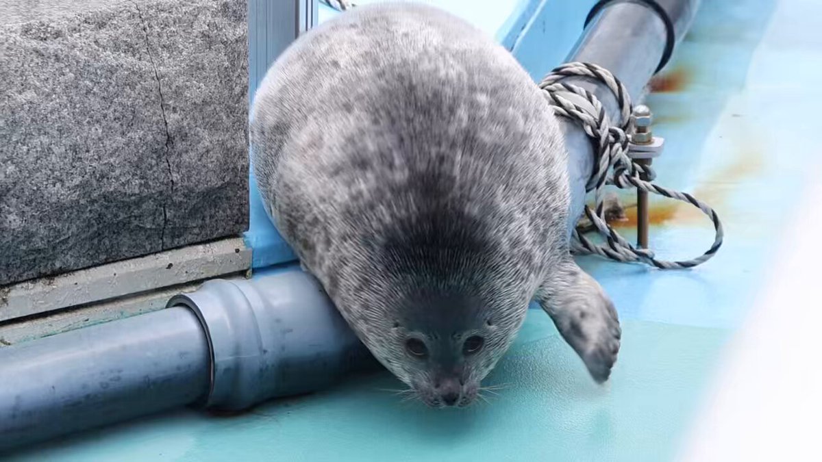 ましろくんを見た後に月ちゃんを見ると身体が重くて大変だなぁと思ってしまうデッカちゃん😆 2025.04.27 #月 #とっかりセンター #アザラシランド