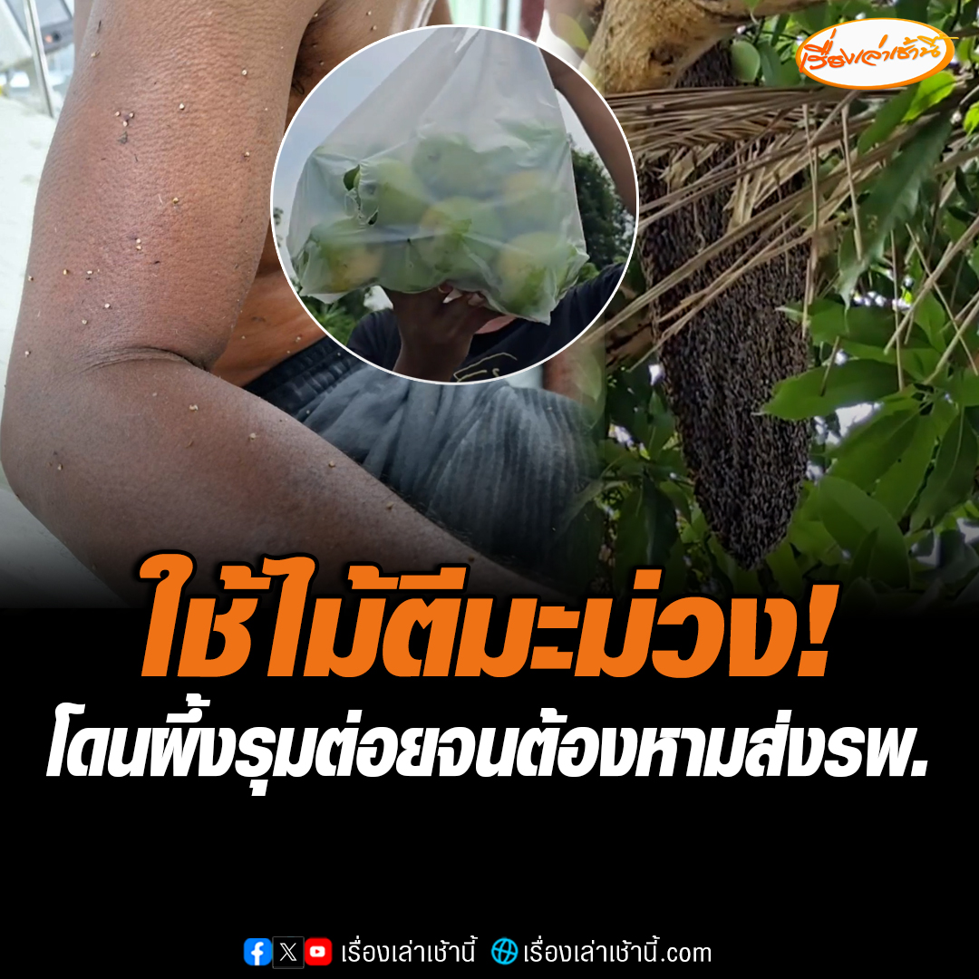 ชาวบ้าน อ.บ้านด่าน จ.บุรีรัมย์ ใช้ไม้ตีมะม่วงเพื่อนจะเก็บมากิน แต่คาดว่าจะไปโดนรังผึ้งหลวง ทำให้ผึ้งรุมต่อย 2 แม่ลูกเจ็บ จนต้องหามส่ง รพ. #เรื่องเล่าเช้านี้ #ข่าวช่อง3 #ข่าวภูมิภาค #บุรีรัมย์