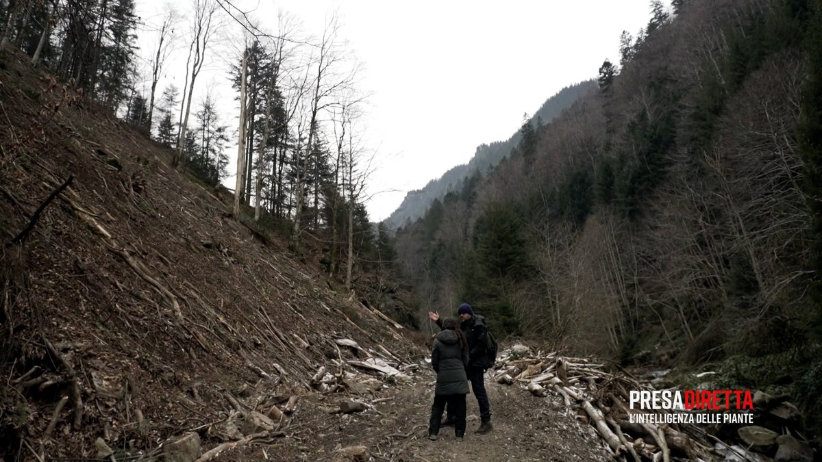 “Sono dieci anni che cammino nelle foreste dei monti Făgăraș e della Romania. Questa non può essere definita silvicoltura responsabile". Ion Holban, ecologista. Il reportage di #PresaDiretta sul traffico di #legname e la distruzione delle #foreste secolari e vergini in #Romania.