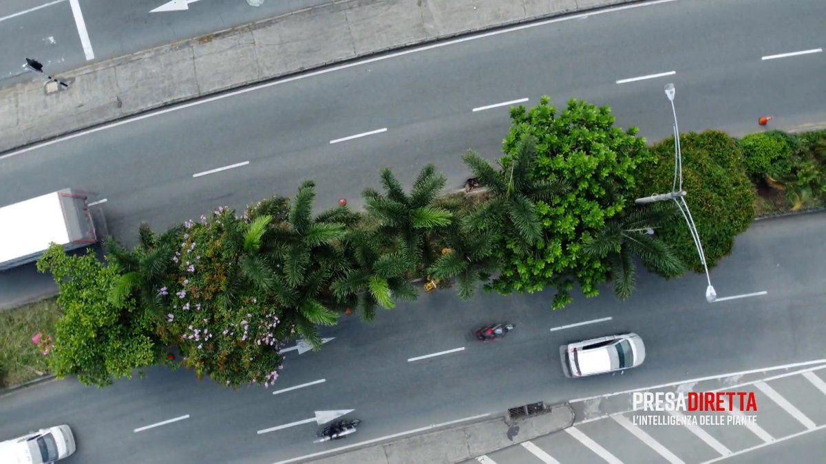 Le telecamere di #PresaDiretta sono andate a #Medellín, in #Colombia, dove hanno piantato oltre 200mila #piante e #alberi per creare degli enormi “corridoi verdi” e così sono riusciti ad abbassare la temperatura di 3 gradi in pochi anni. #PresaDiretta