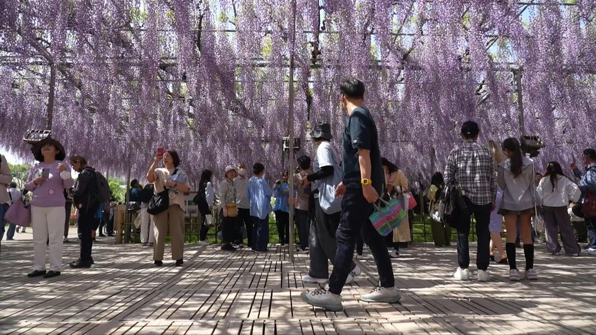 🇯🇵 VIDEO: Thousands of people visit Ashikaga Flower Park north of Tokyo to admire over 350 wisteria trees - some over 100 year old - in full bloom. "Spectacular is the word. And I love how Japan is so seasonal and celebrates its seasons," says visitor Sonia Paul.