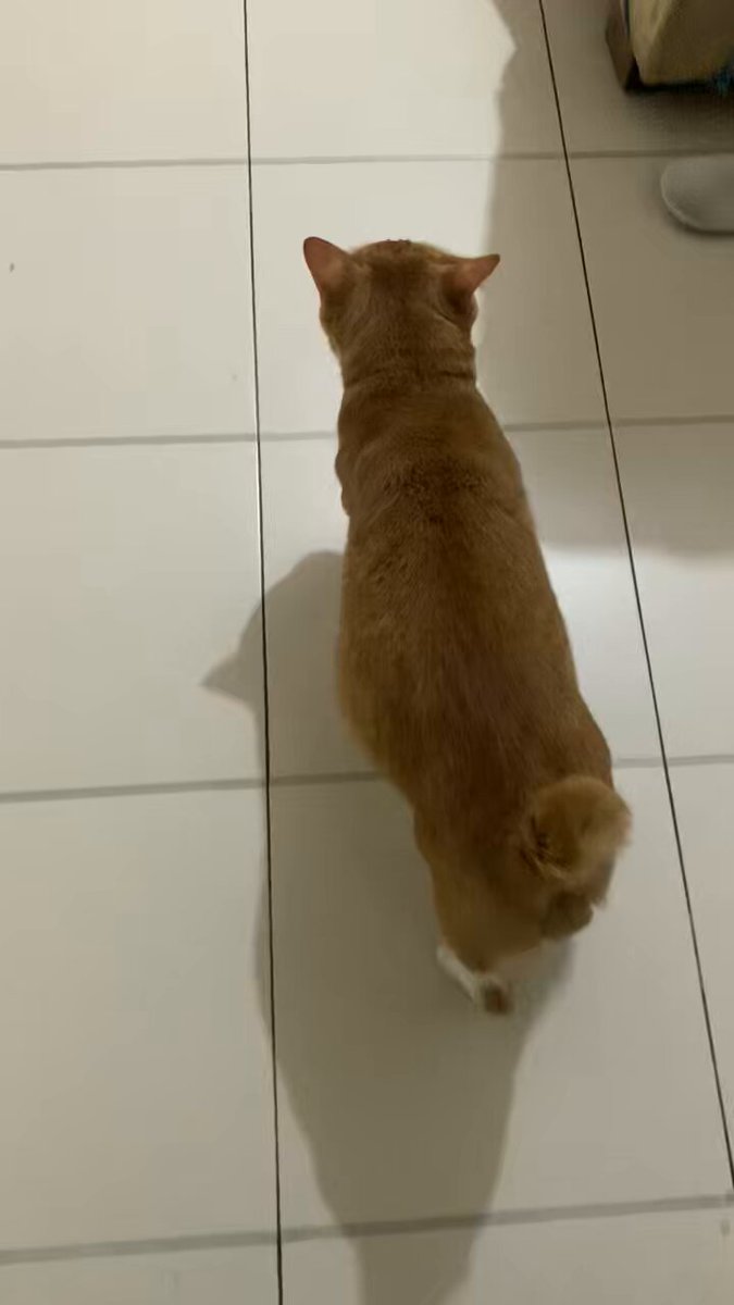 Mbrot jalan versi tanpa kalung