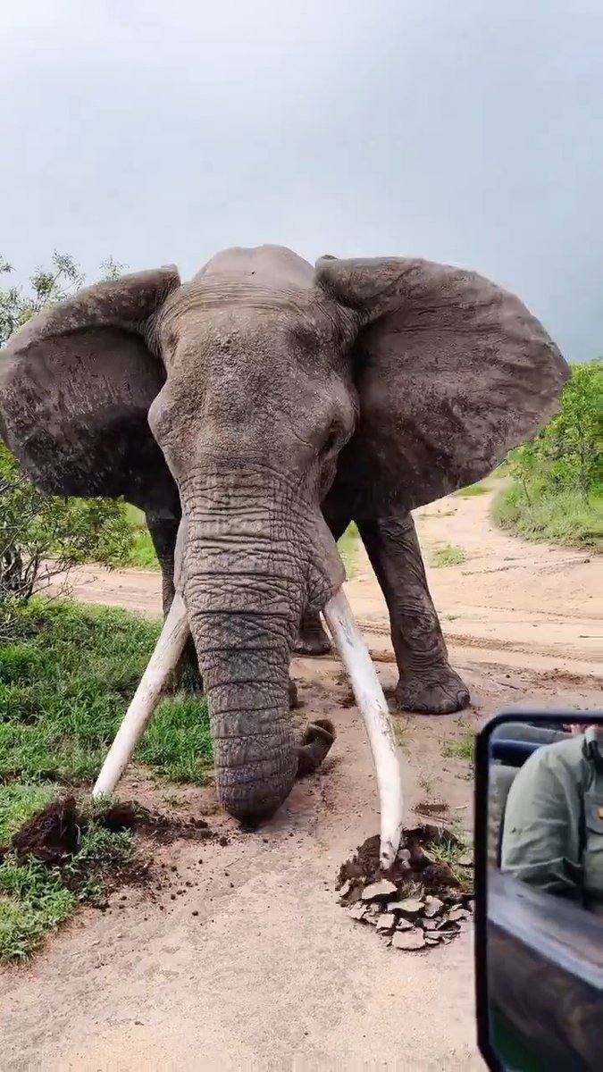 When a bull elephant starts digging your grave, you know the safari is over