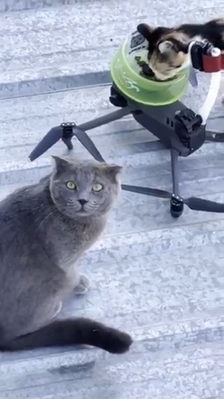 Feeding the cats on the roof! Much Meow 😺🐾