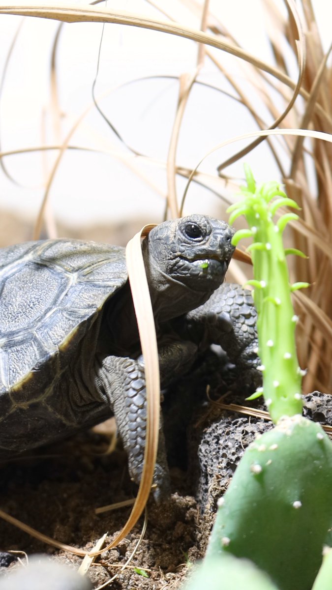 More than 13,0000 of you voted to name our female Galapagos tortoise hatchlings, and the results are in: meet Dorothy, Rose, Blanche &amp; Sophia—named after the Golden Girls! 🐢💛 In addition, our tortoise painting auction raised $10,500 for our conservation fund. Thank you all! 💕