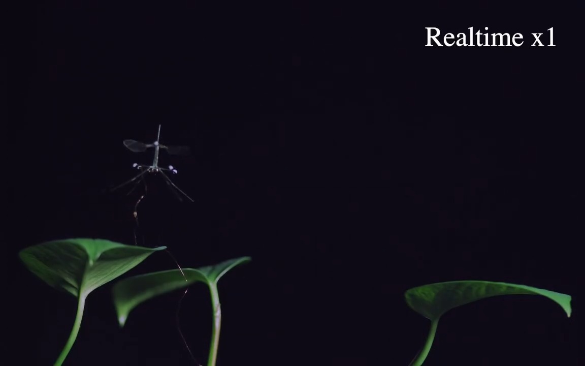 A new Science Robotics study highlights how an insect-inspired leg design and control strategy allows the Harvard University RoboBee to execute safe, controlled, and accurate landings as it flies between the leaves of a plant.