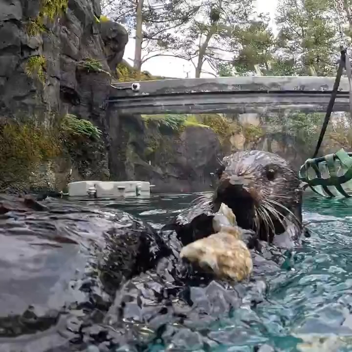 Otter chaos