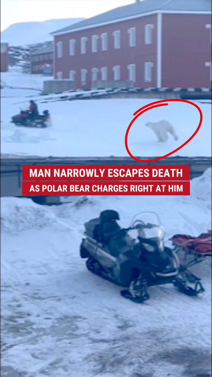 'BEARLY' MADE IT: Heart-stopping video captures the moment a man bolted from a charging polar bear in a split-second escape before the predator could get its claws on him.