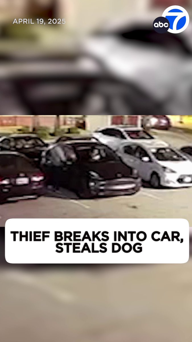 A Southern California woman is heartbroken after her 11-year-old dog was stolen from inside her Tesla during a break-in that was caught on video.