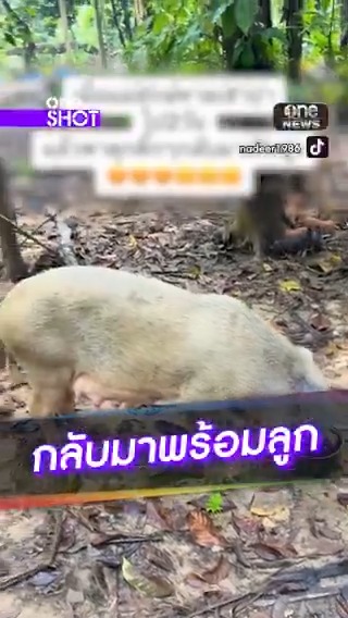 หมูหายไป 2 วัน กลับมาพร้อมกับลูกเป็นแก๊ง #oneShot