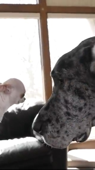 When Pearl, the world's smallest dog, met Reggie, the world's tallest dog