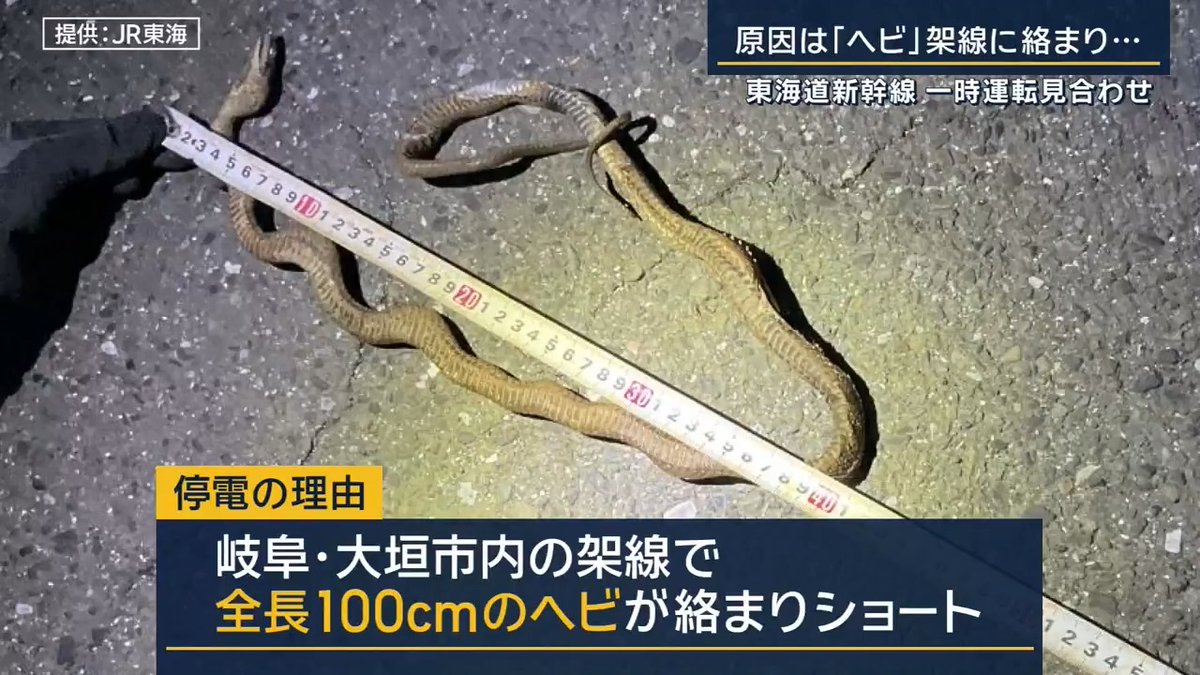 Service on Japan's Tokaido Shinkansen was temporarily suspended today due to a power outage. The reason: a 100cm long snake became tangled in overhead lines in Ogaki City, Gifu Prefecture, causing a short circuit.