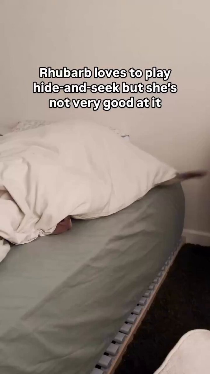 A+ for effort 😉🐶 🎥: rhubarbthedoggo