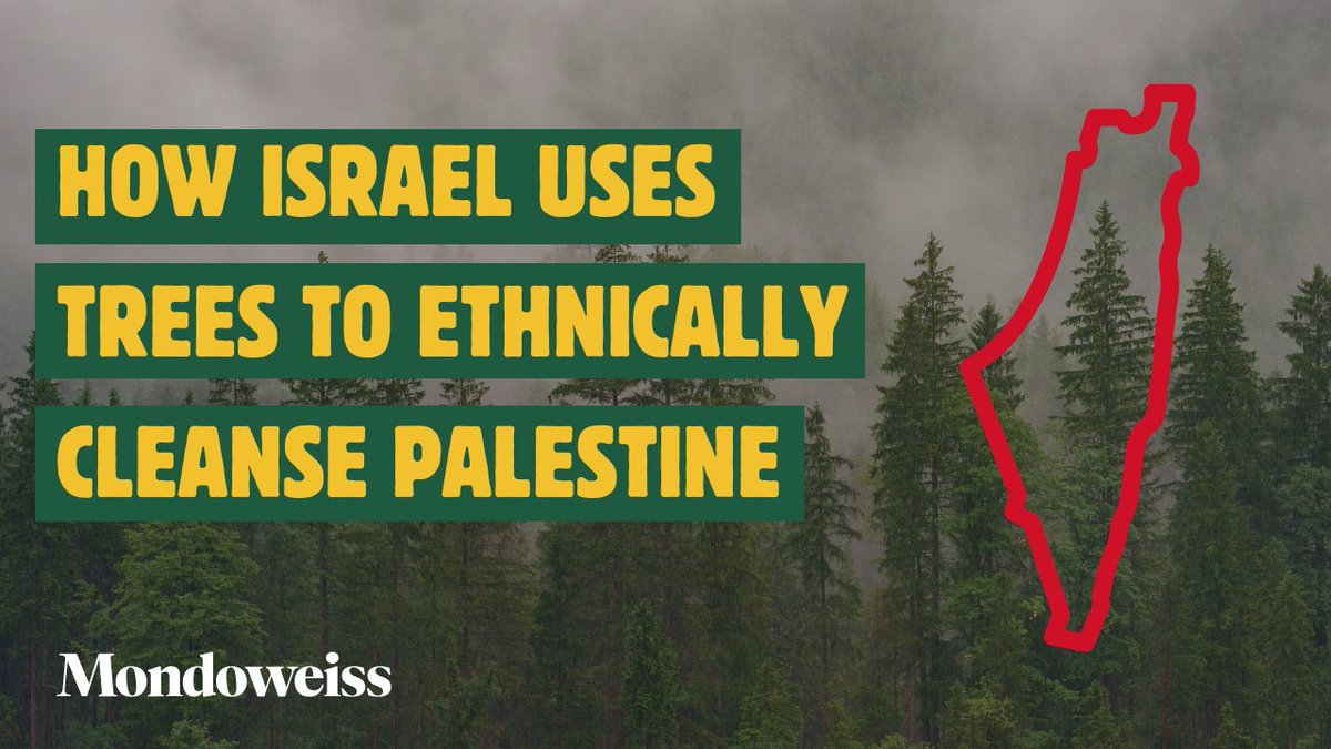 WATCH: We have a whole video on how Israel uses invasive trees to colonize Palestine. Now those same forests are fueling wildfires.