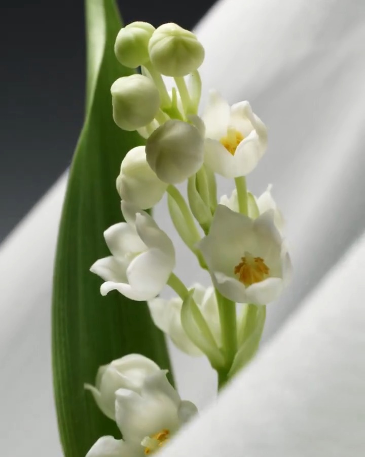 Enter the enchanted realm of Lucky, where the essence of lily-of-the-valley is stitched into an abundant bouquet of white flowers and fresh leaves. #DiorBeauty #DiorParfums #DiorLaCollectionPrivee