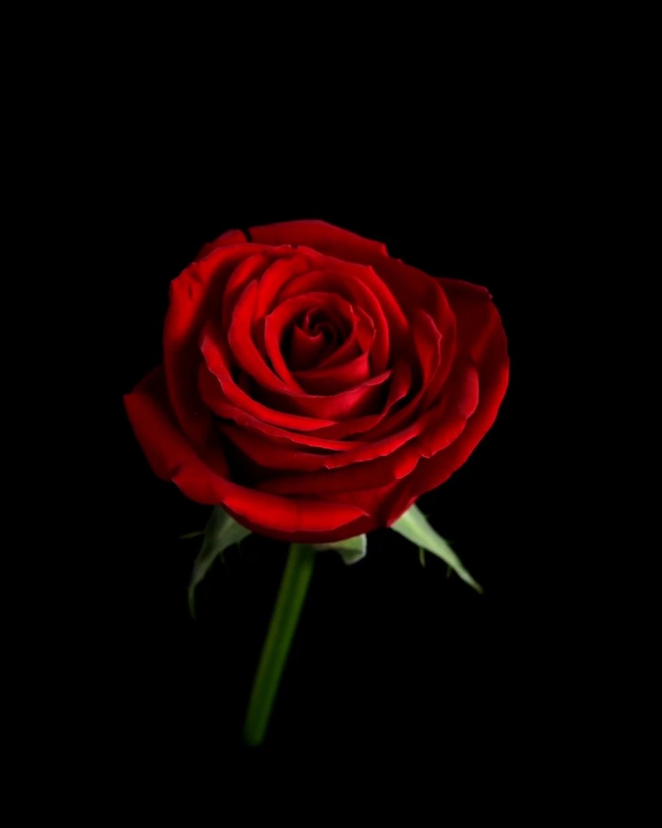 This week in Science, researchers delve into the #mathematics that shapes growing rose petals. 🌹 Explore our latest issue—featuring a new print design:
