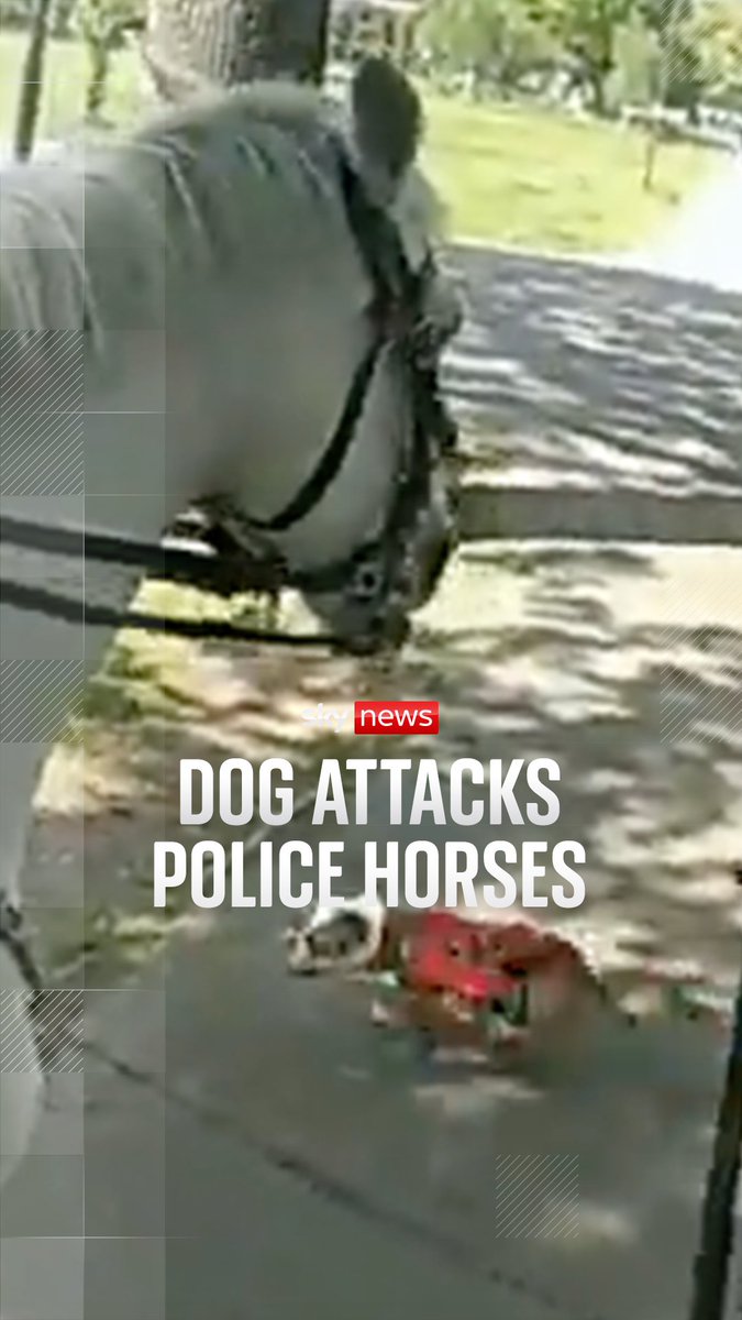 Two Met Police horses have been attacked by a dog in west London. The officers were unharmed and both horses are recovering at their stables with minor injuries.